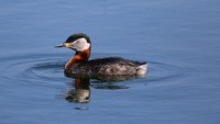 Red-necked Grebe, Farmoor Reservoir, April  2015