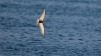 Whiskered Tern, Larnaka Salt Lake, April 2015