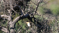 Great Spotted Cuckoo - Panagia Stazousa Church