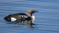 Black-throated Diver, Farmoor, May 2015