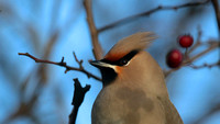 Waxwing, South Shield, February 2015