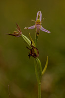 Wasp Orchid, Rodbrough Common, June 2022