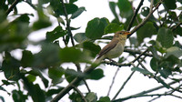 Melodious Warbler, Marsh Lane Nature Reserve, June 2015