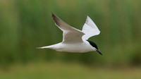 Gull-billed Tern Kingsteignton, Devon, July 2015