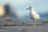 Ring-billed Gull, Fort Lauderdale Beach,  Florida, February 2020