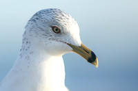 Ring-billed Gull, Fort Lauderdale Beach,  Florida, February 2020