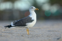 Lesser black-backed Gull, Fort Lauderdale Beach,  Florida, February 2020