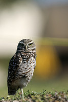 Burrowing Owl, Brian Piccolo Sports Park, Florida, February 2020