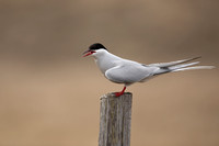 Arctic  Tern