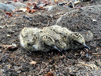 Oystercatcher Chick, Raufarhofn, Iceland, June 2022
