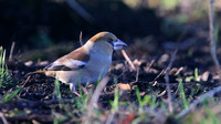 Hawfinch, Parkend, Forest of Dean, January 2016