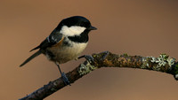 Coal Tit, Forest of Dean, January 2016