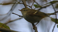 Yellow Browed Warbler, Yeovil Openspace, January 2016