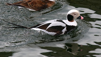 Long-tailed Duck, Lossiemouth, February 2016