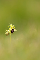 Early Spider-Orchid, Dorset Coast, April 2023