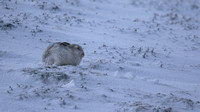 Mountain Hare, Findhorn Valley, February 2016