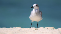 Laughing Gull, Arashi Beach, Aruba, November 2015