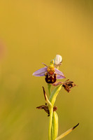 Bee Orchid, Oldbury, June 2022