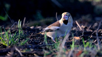 Hawfinch, Parkend, Forest of Dean, January 2016