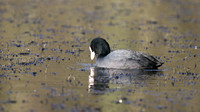 Coot, Cannop Ponds, January 2016