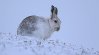 Mountain Hare, Findhorn Valley, February 2016