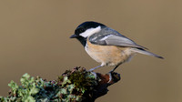 Coal Tit, Forest of Dean, January 2016