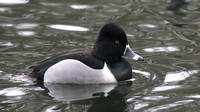 Ring-necked Duck, Pitlochry, February 2016