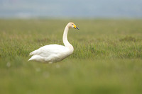 Whooper Swan, Floi, Iceland, June 2022