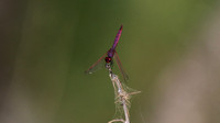 Dragonfly, Cyprus 2016