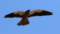 Amur Falcon, Anarita Park, May 2016