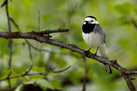 White Wagtail, Norway, June 2023
