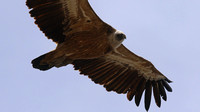 Griffon Vulture, Kensington Cliffs, Cyprus, May 2016