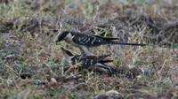Great-spotted Cuckoo, Anarita Park, Cyprus, May 2016