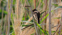 Great Reed Warbler, Oroklini Lake, July 2014