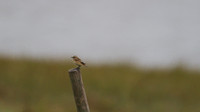 Whinchat, Aust Warth, September 2014