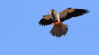 Amur Falcon, Anarita Park, Cyprus, May 2016