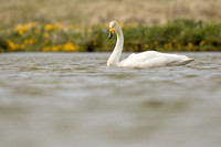Whooper Swan, Snæfellsnes peninsula, Iceland, June 2022