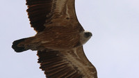 Griffon Vulture, Kensington Cliffs, Cyprus, May 2016
