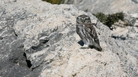 Little Owl, Anarita Park, Cyprus, October 2016