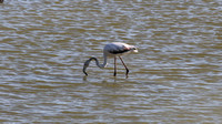 Greater Flamingo, Oroklini Marsh, April 2016