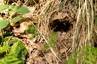 Wood Warbler, Forest of Dean, June 2023