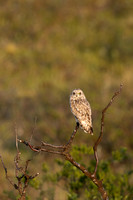 Short-eared Owl, Vardo, June 2023