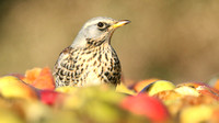 Thrushes and Chats