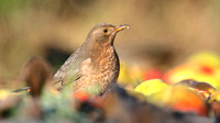 Blackbird, (Female) Tockington, January 2017