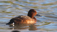 Ferruginous Duck, Slimbridge, January  2015