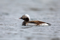 Long-tailed Duck, Raufarhofn, Iceland, June 2022