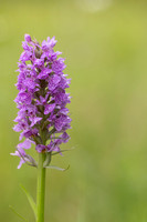 Southern Marsh-Orchid