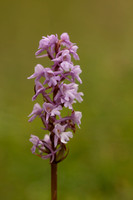 Chalk fragrant Orchid