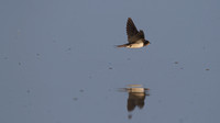 Swallows, Martins and Swifts