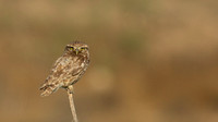 Little Owl (Athene noctua lilith)